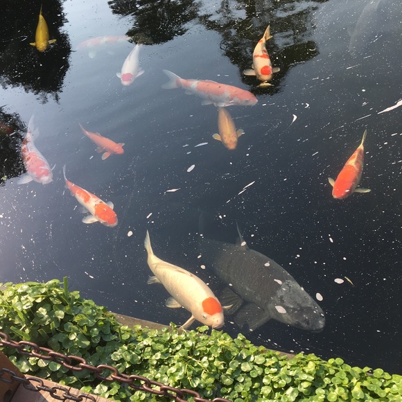 Meet your Posher, Joann - Picture 1 of 1